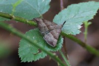 Hypena proboscidalis