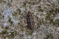 Hofmannophila pseudospretella