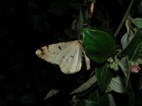 Hypomecis roboraria