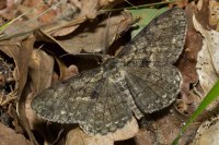 Hypomecis roboraria