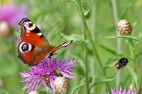 Aglais io
