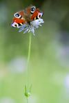 Aglais io