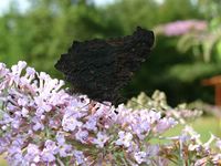 Aglais io