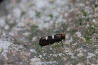 Incurvaria masculella