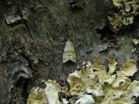 Isotrias rectifasciana