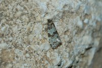 Isotrias rectifasciana