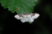 Idaea rusticata