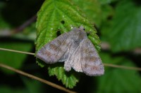 Ipimorpha subtusa