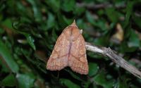Jodia croceago