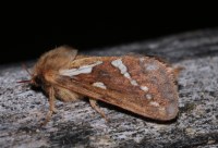 Korscheltellus lupulinus