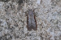 Lamoria anella