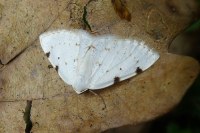 Lomographa bimaculata