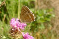 Lampides boeticus