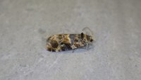 Lobesia botrana