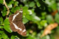 Limenitis camilla