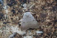 Lygephila craccae