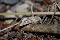 Luperina dumerilii