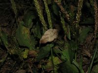 Laspeyria flexula