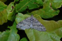 Lobophora halterata