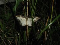 Lomaspilis marginata