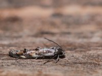 Mompha miscella