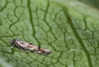 Mompha miscella