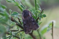 Violaphotia molothina