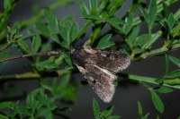 Violaphotia molothina