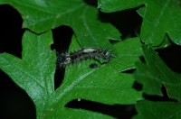 Lymantria monacha
