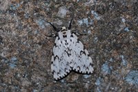 Lymantria monacha