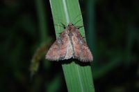 Lacanobia oleracea