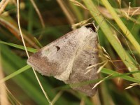 Lygephila pastinum