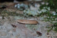 Limnaecia phragmitella