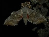Laothoe populi
