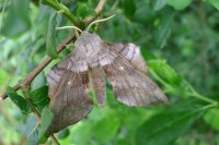 Laothoe populi