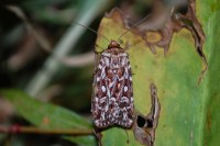Lycophotia porphyrea