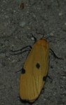 Lithosia quadra