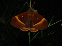 Lasiocampa quercus