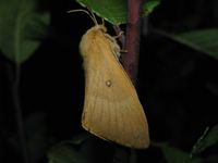 Lasiocampa quercus