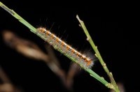 Lasiocampa quercus