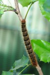 Lasiocampa quercus quercus