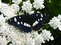 Limenitis reducta