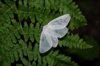 Leucoma salicis