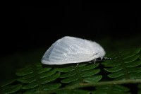 Leucoma salicis