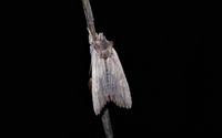 Lithophane semibrunnea
