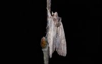 Lithophane semibrunnea