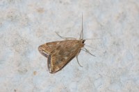 Loxostege sticticalis