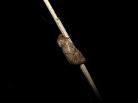 Luperina testacea