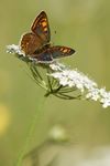 Lycaena tityrus