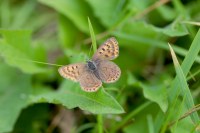Lycaena tityrus